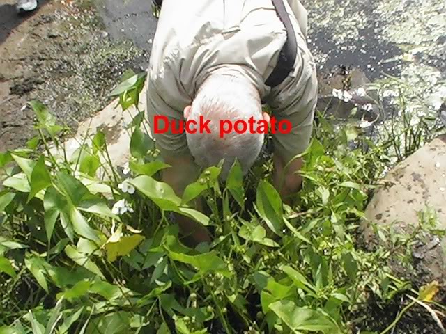 راهنمای نگهداری و پرورش گیاهان آکواریومی - زاگیتاریا لاتیفولیا